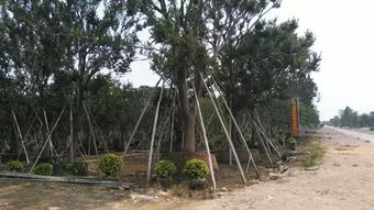 不斷追求完美 上海大景園林綠化工程的實力派風采